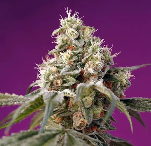Sweet Seeds Bruce Banner Auto SWS91 semi autofiorenti THC alto