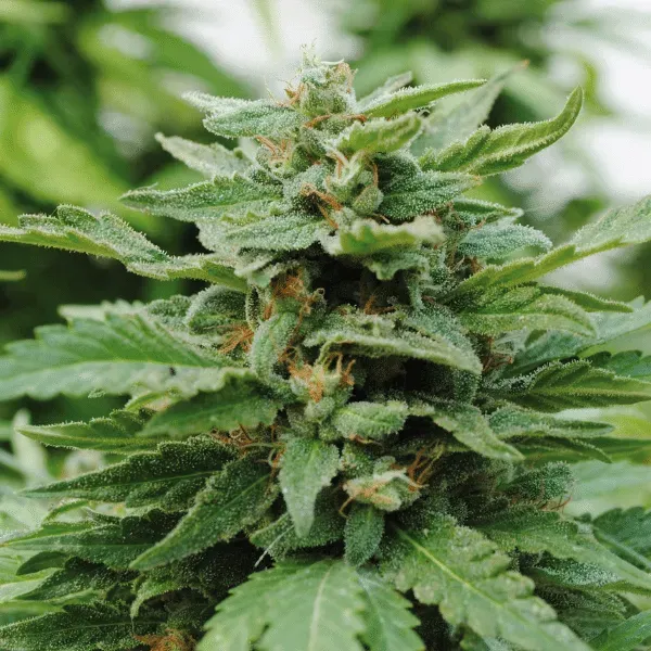 Kannabia Karibbean Mango semi femminizzati 1 seme indica