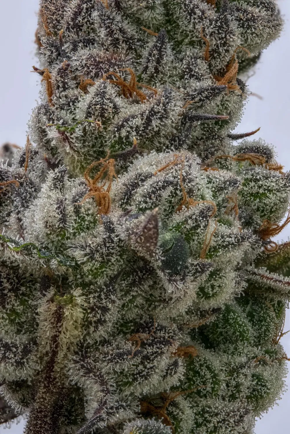 Paradise Seeds El Dorado OG Talea fotoperiodica 25% THC