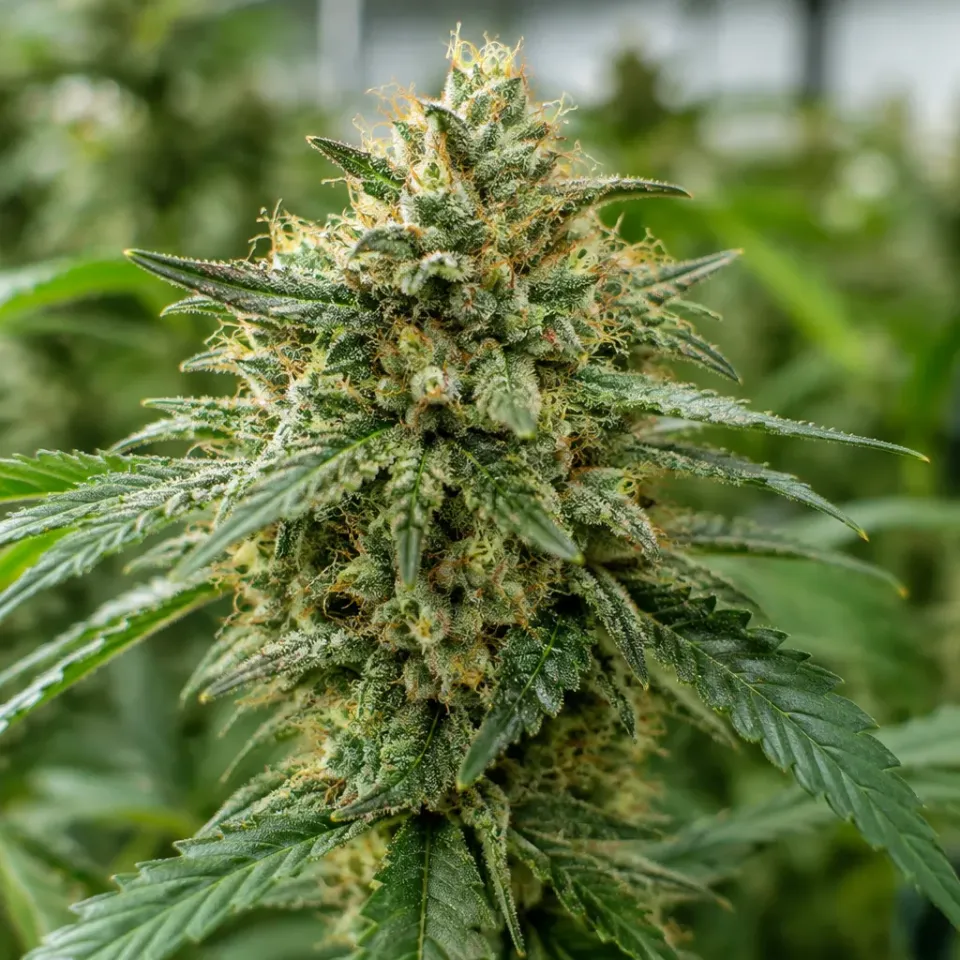 Trikoma Seeds Al Tiro semi femminizzati 6 semi bilanciati