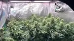 Paradise Seeds Atomical Haze Semi Femminizzati da Collezione