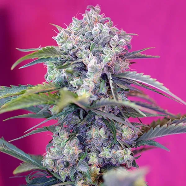 Sweet Seeds Cream Mandarine Auto semi autofiorenti 4 semi dolci