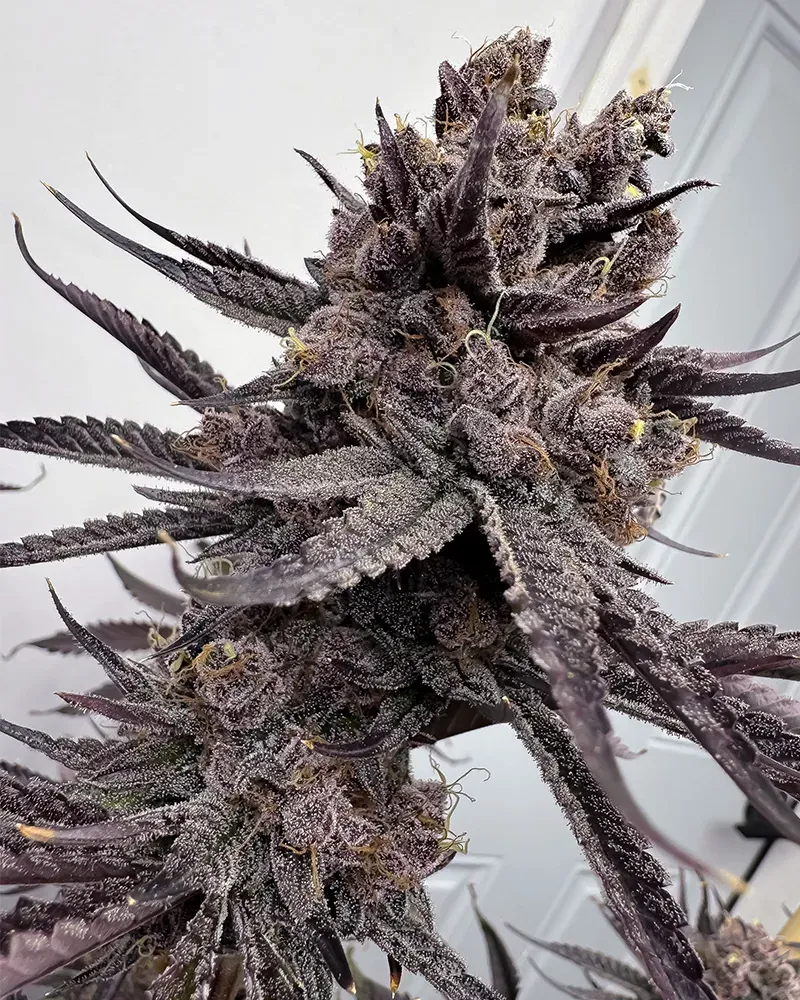 Solfire Gardens Trap God semi femminizzati 6 pz da collezione