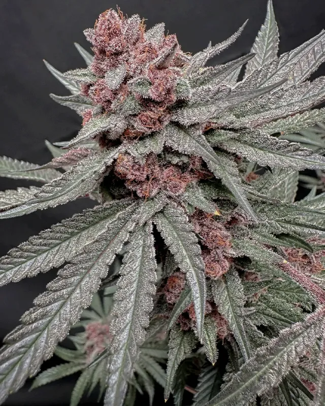 Solfire Gardens Terpgasm semi femminizzati Sin N Juice x Udder