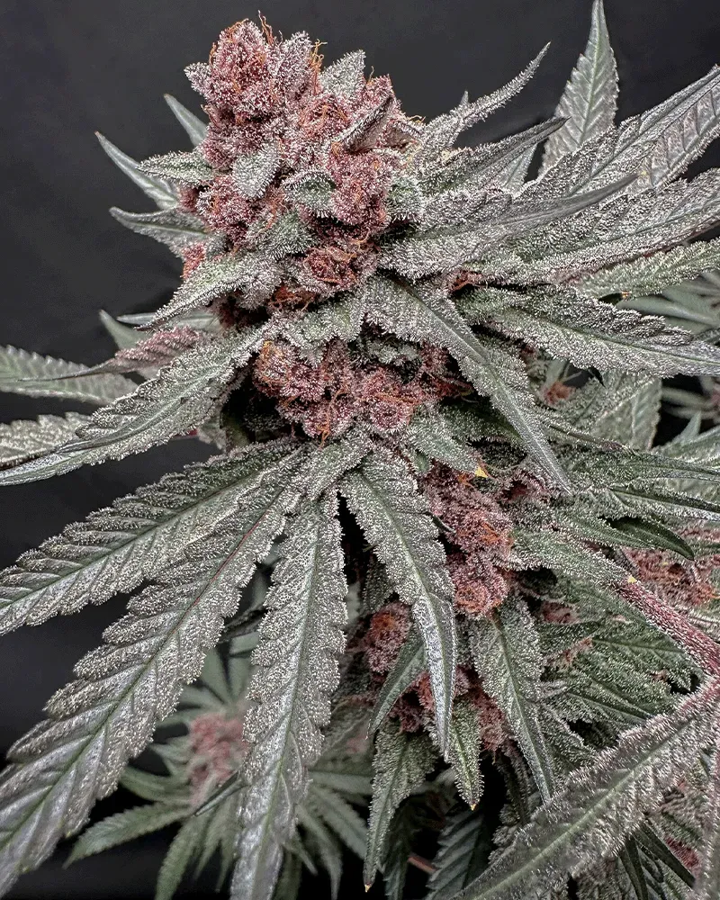 Solfire Gardens Terpgasm semi femminizzati Sin N Juice x Udder
