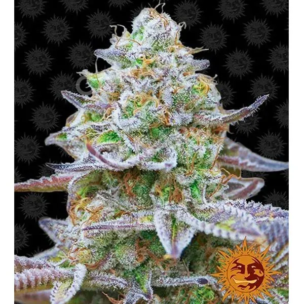 Barney's Farm Gorilla Zkittlez semi femminizzati 1 seme