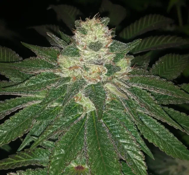 Pheno Finder Seeds Lemon Sherbert semi femminizzati da collezione