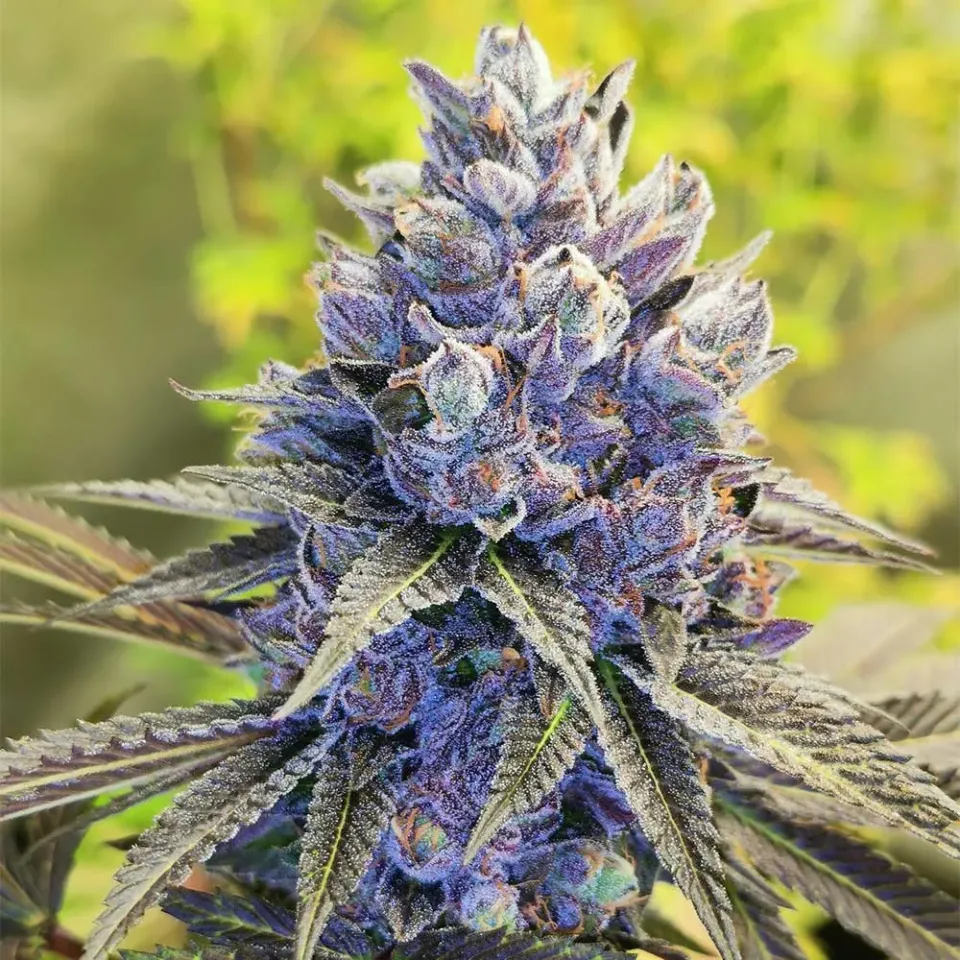 Pheno Finder Seeds After Eighths semi regolari da collezione