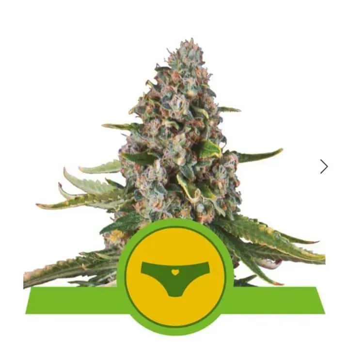 Royal Queen Seeds Sherbet Queen Automatic semi autofiorenti