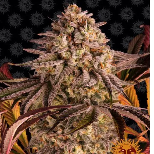 Barney's Farm Blue Sunset Sherbert semi femminizzati THC 28%