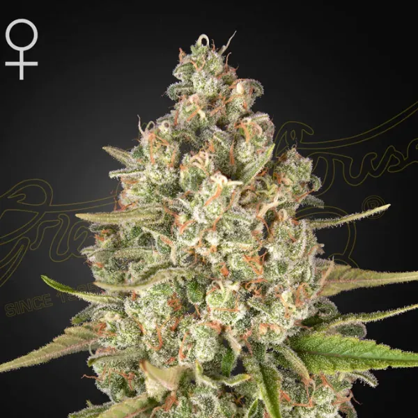 Greenhouse Seeds Lost Pearl semi femminizzati 1 seme indica