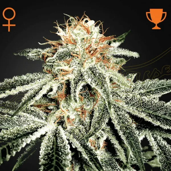Green House Seeds White Widow femminizzati 3 semi