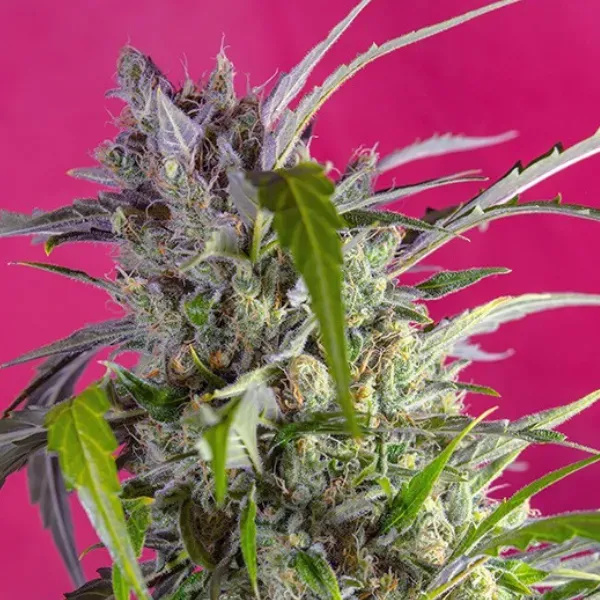 Sweet Seeds Crystal Candy Auto semi autofiorenti 3+1 semi