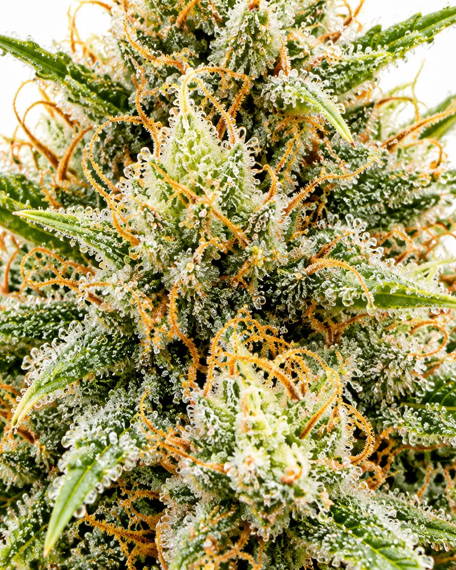 Trikoma Seeds Jack Herer semi femminizzati 100 semi incenso