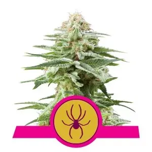 Royal Queen Seeds White Widow semi femminizzati 3 semi
