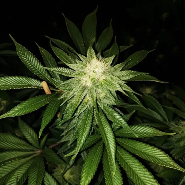 Pheno Finder Seeds Peach Gasoline semi femminizzati da collezione