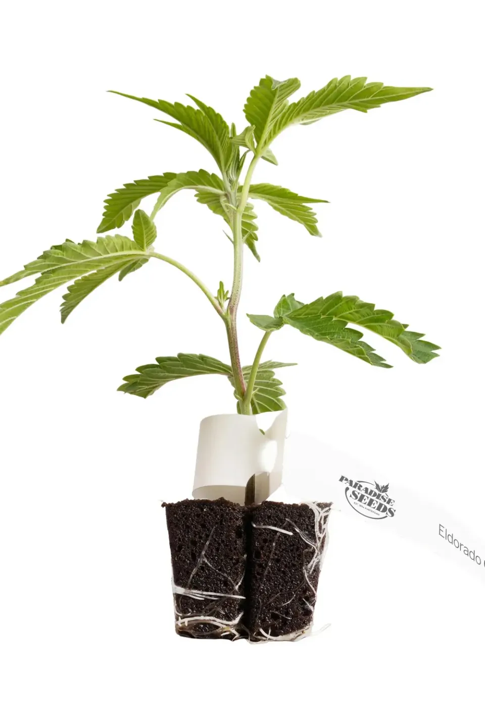 Paradise Seeds El Dorado OG Talea fotoperiodica 25% THC