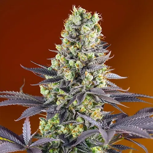 Sweet Seeds Sweet Zenzation SWS84 semi femminizzati 3+1