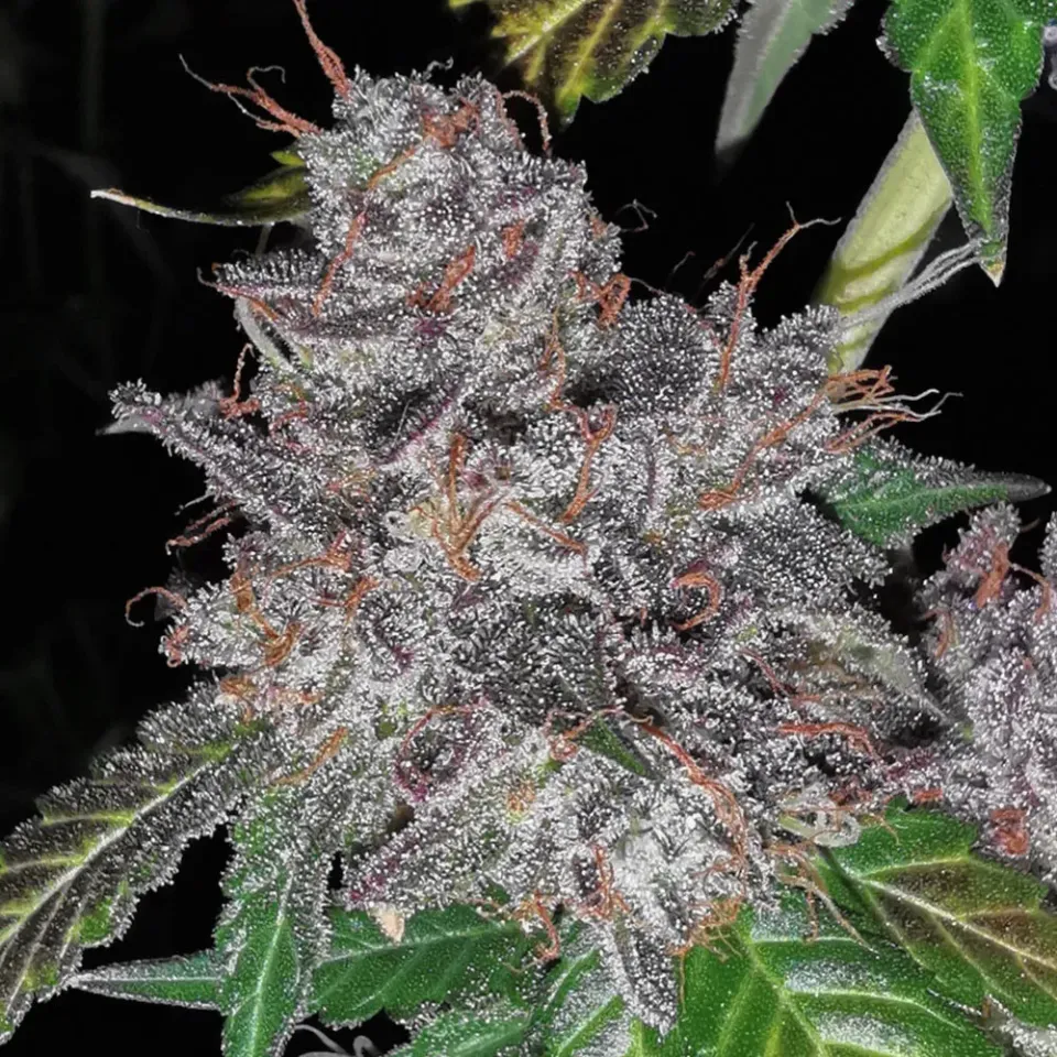 Pheno Finder Seeds Rainbowcakez semi femminizzati dolci