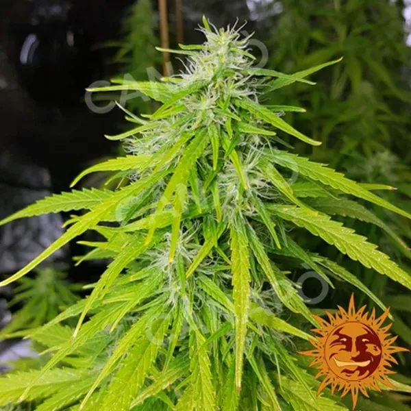 Barney's Farm Tangerine Dream Auto semi autofiorenti sativa