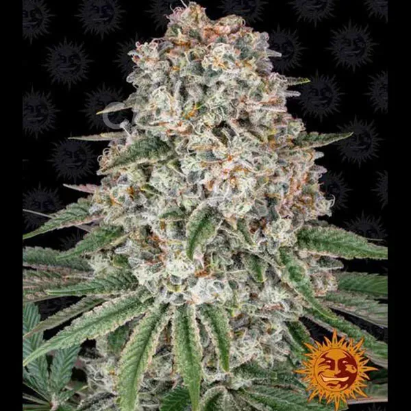 Barney's Farm Tropicanna Banana semi femminizzato tropicale