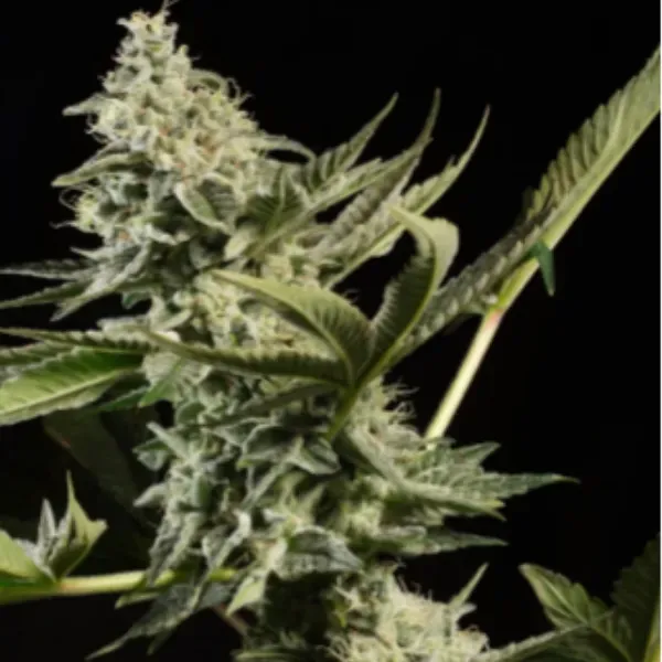 Paradise Seeds Glowstarz semi femminizzati Kush Cookie