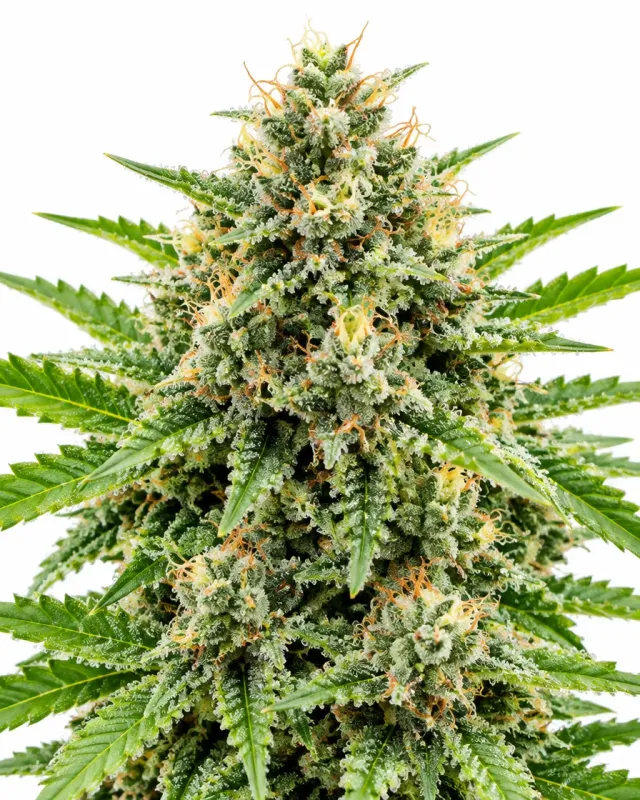 Trikoma Seeds White Widow Auto semi autofiorenti 100 semi resinosi