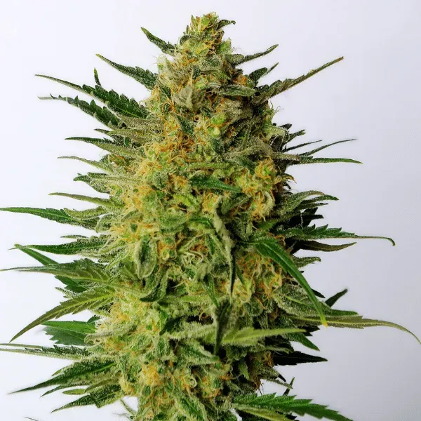 Kannabia Super AK semi femminizzati 3 semi sativa