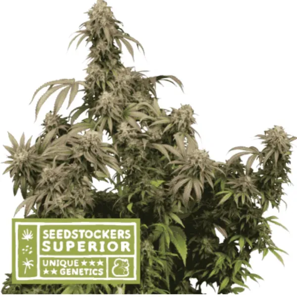 Seedstockers Mandarine Panties Fem semi femminizzati resinosa