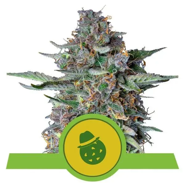 Royal Queen Seeds Do Si Dos Automatic semi autofiorenti