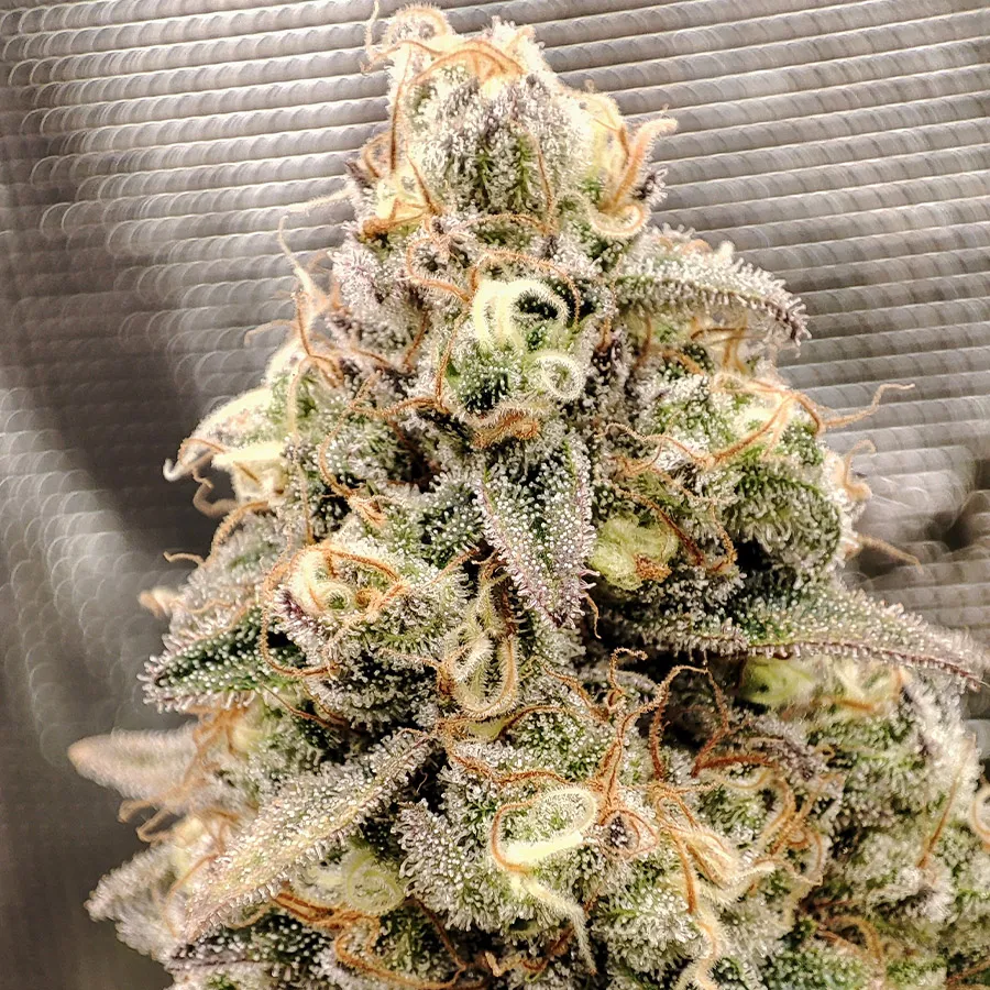 Buddha Seeds Buddha Cookie semi femminizzati dolci