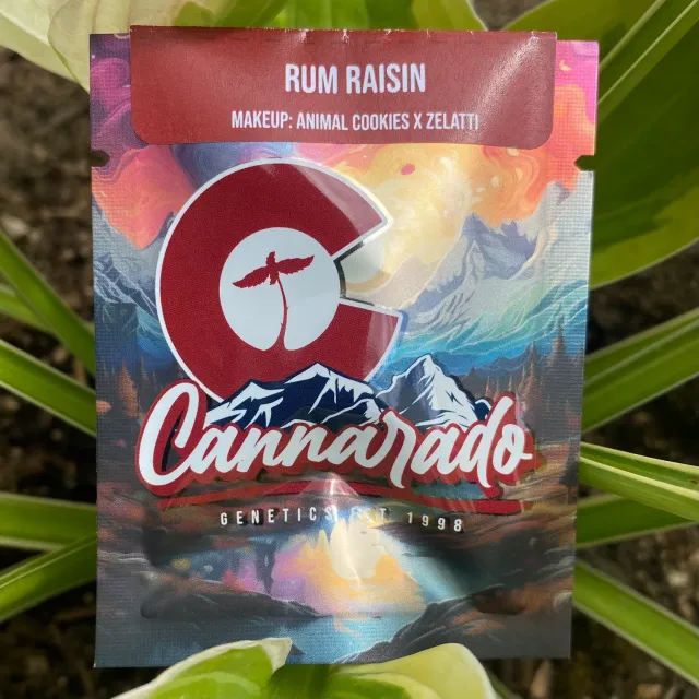 Cannarado Genetics Rum Raisin semi regolari 10+ semi medio-alta