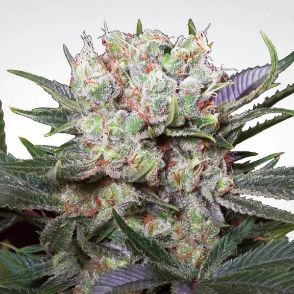 Paradise Seeds Californian Gold Semi Femminizzati Indica
