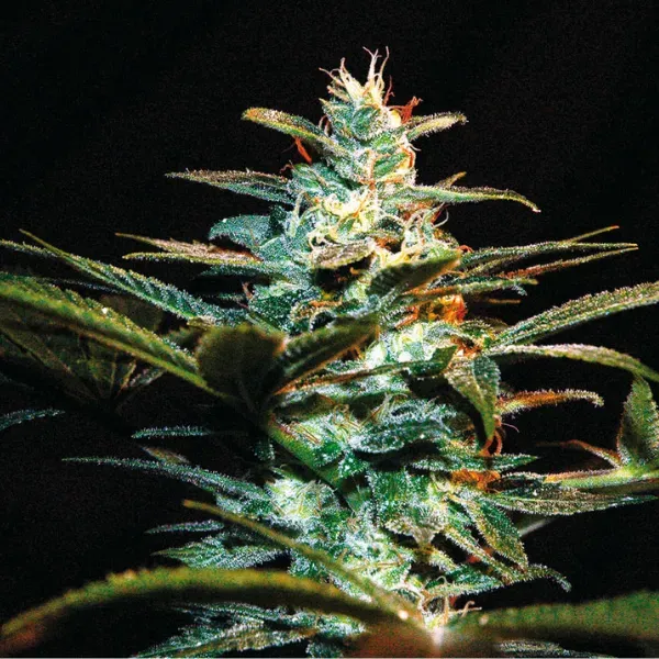 Sweet Seeds Ice Cool SWS06 semi femminizzati esotici