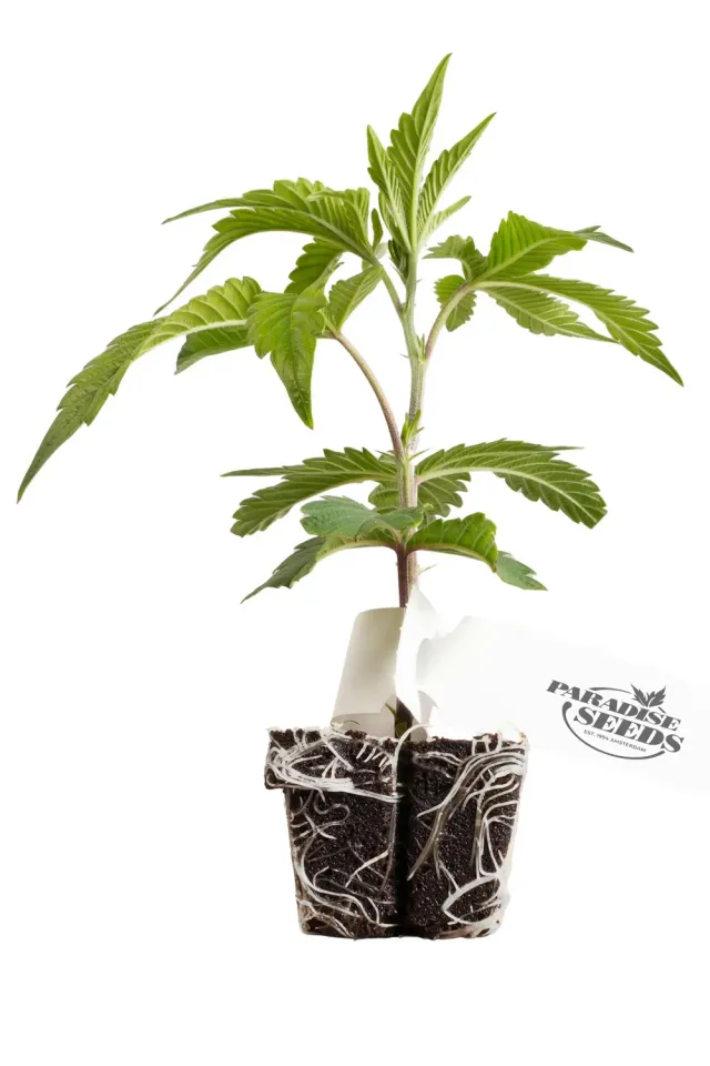 Paradise Seeds Tropicana Crush semi fotoperiodici THC 25%