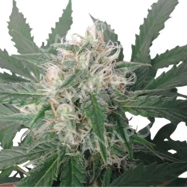 Royal Queen Seeds Royal Bluematic semi 3 autofiorenti