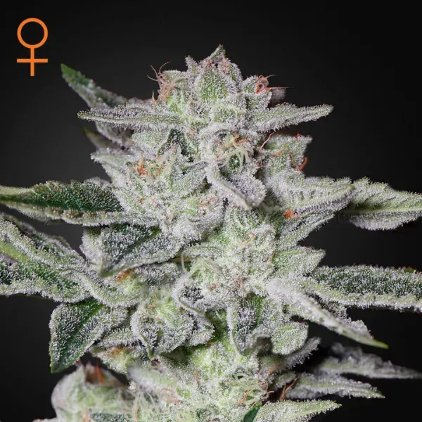 Green House Seeds Sweet Valley Kush semi femminizzati 3 semi