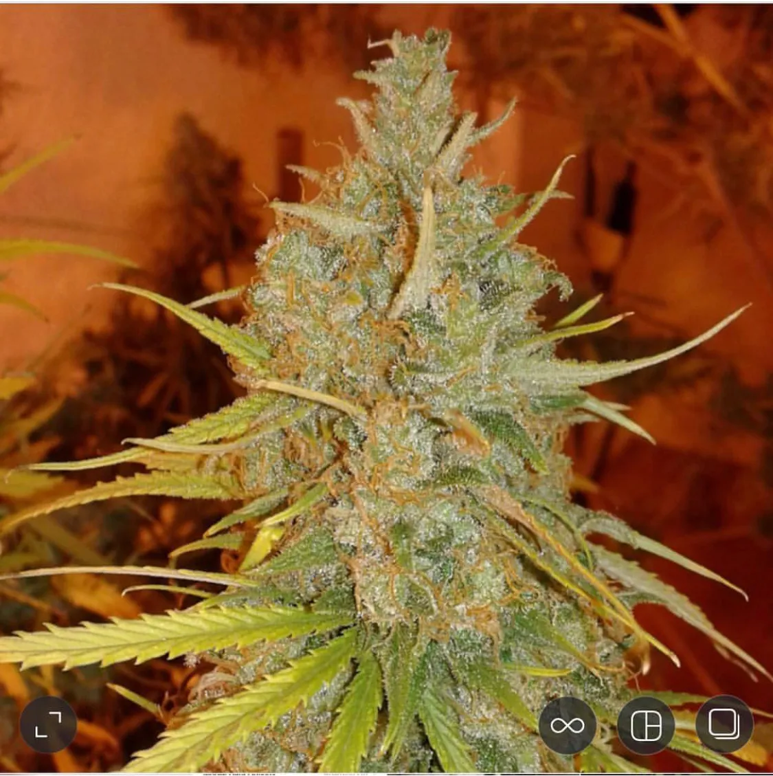 Pheno Finder Seeds Grapefruit Diesel semi femminizzati