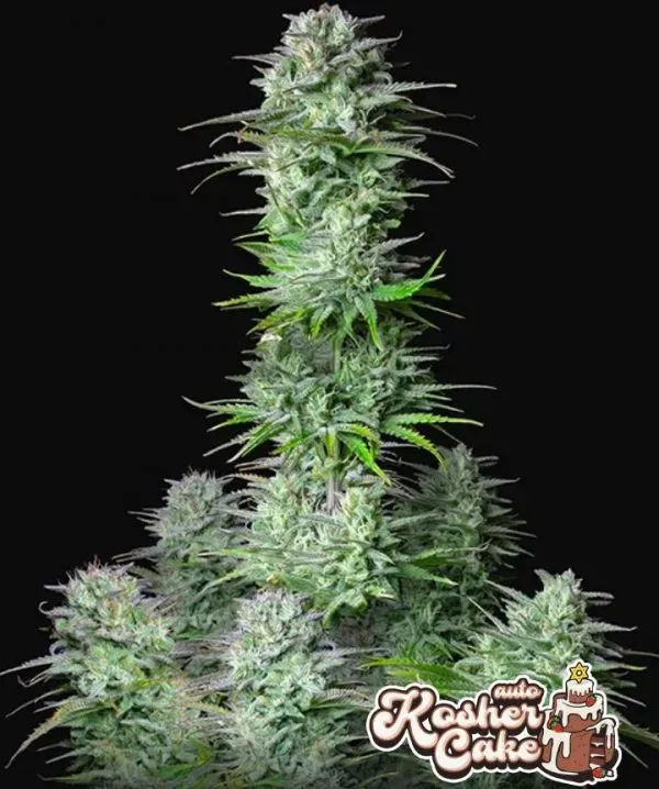 Fast Buds Kosher Cake Auto seme autofiorente THC 25%