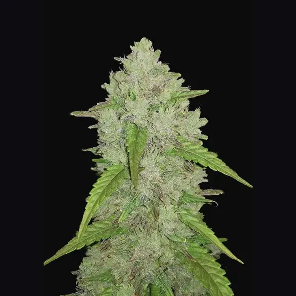 Fast Buds Amnesia Haze Auto semi autofiorenti