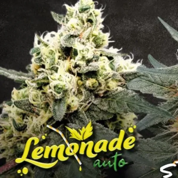Paradise Seeds Lemonade Auto Semi Autofiorenti Agrumi THC 20%