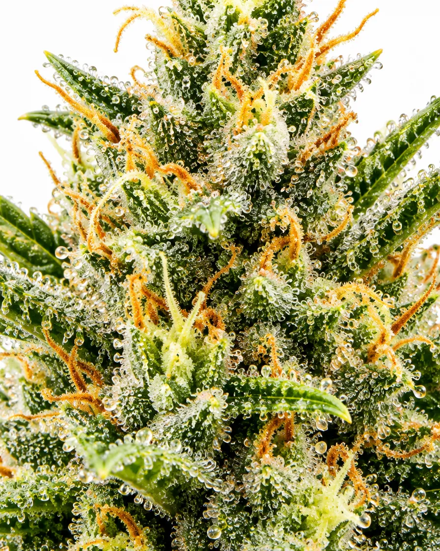 Trikoma Seeds 69.G semi femminizzati agrumati THC 22-27%