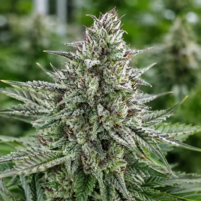 Trikoma Seeds OG Confidential Auto semi autofiorenti 6 THC 20-25%