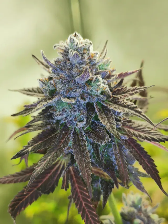Pheno Finder Seeds Hubba Bubba semi autofiorenti collezione