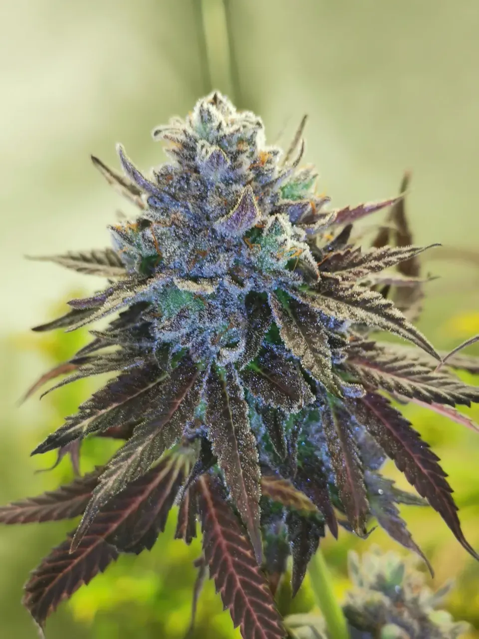 Pheno Finder Seeds Hubba Bubba semi autofiorenti collezione
