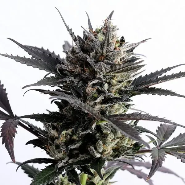 Kannabia Lemon Haze Auto Semi Autofiorenti agrumi
