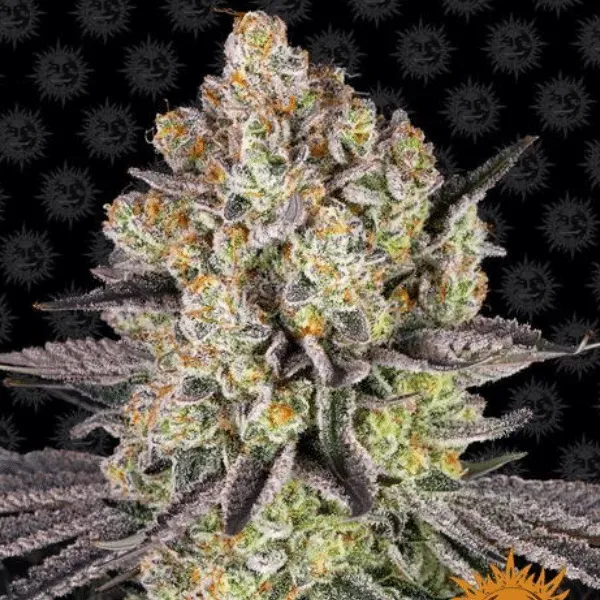Barney's Farm Runtz semi femminizzato 1 seme THC alto