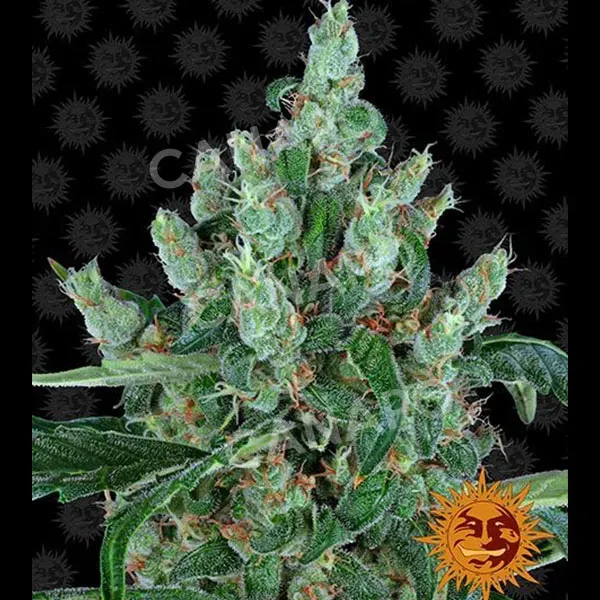 Barney’s Farm Laughing Buddha Semi Femminizzati sativa