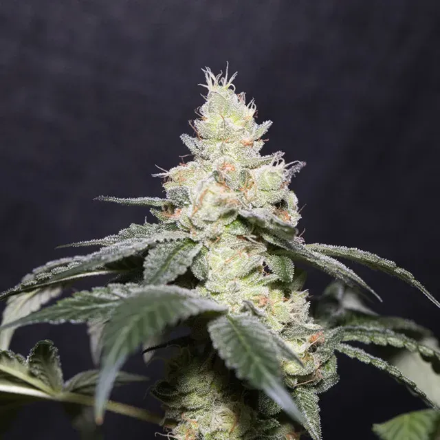 Vision Seeds Gary Payton semi femminizzati agrumi THC 25%