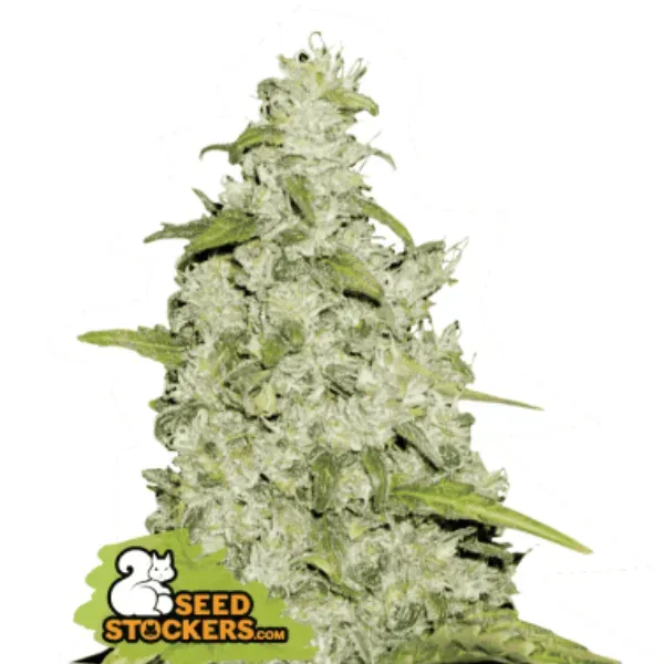 Seedstockers Amnesia Auto semi autofiorenti 1 seme sativa